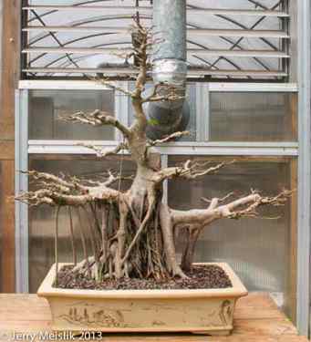 Ficus microcarpa